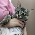 デレデレ甘えん坊キジトラのアツシ君★