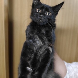 中毛の男の子