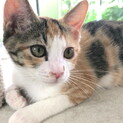はるかちゃん、おてんば甘え上手な美人サバ三毛子猫