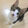かなたくん、好奇心旺盛で人も遊び大好きなサバ白子猫 サムネイル2