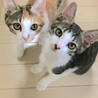 かなたくん、好奇心旺盛で人も遊び大好きなサバ白子猫 サムネイル5