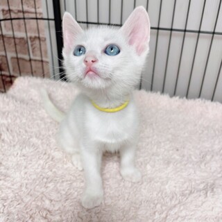 8/15西千葉ෆ⃛ブルーアイの白猫ෆ⃛スノーちゃん