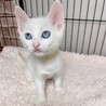 8/15西千葉ෆ⃛ブルーアイの白猫ෆ⃛スノーちゃん サムネイル2