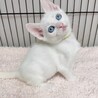 8/15西千葉ෆ⃛ブルーアイの白猫ෆ⃛スノーちゃん サムネイル3