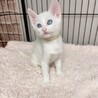 8/15西千葉ෆ⃛ブルーアイの白猫ෆ⃛スノーちゃん サムネイル4