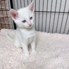 8/15西千葉ෆ⃛ブルーアイの白猫ෆ⃛スノーちゃん サムネイル5