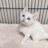 8/15西千葉ෆ⃛ブルーアイの白猫ෆ⃛スノーちゃん サムネイル6