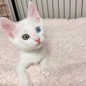 8/15西千葉ෆ⃛オッドアイ女子ෆ⃛シュガーちゃん