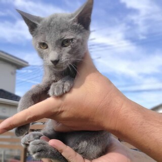 犬馴れ勉強中！ロシアンブルー色の大人しい女の子