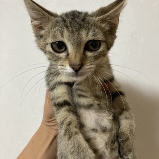 キジトラの女の子