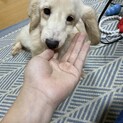 ふわふわMダックス男の子
