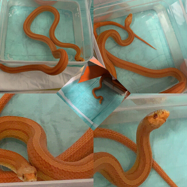 爬虫類チャンネルの蛇manaのカバー写真