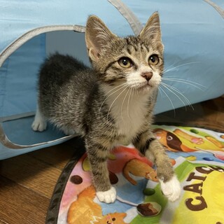 慣れると元気に遊びます☆ヤシくん
