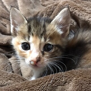 小ぶりな三毛トラ？ちゃん