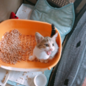 甘えん坊のかわいいオス