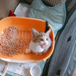 甘えん坊のかわいいオス