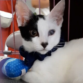 ♂4ヶ月白黒～ハニカミ王子の美猫♥️翼くん