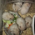 ハムスターの赤ちゃん