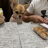 フォクシー