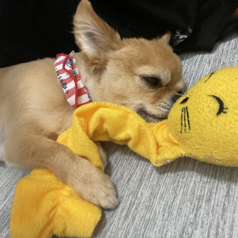 フォクシーのカバー写真