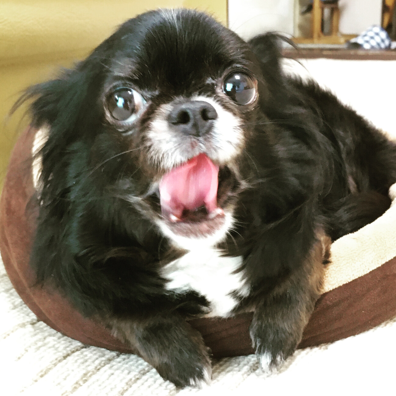 黒さが際立つチワワの コ 大阪府 犬の里親募集 3776 ペットのおうち 月間利用者150万人