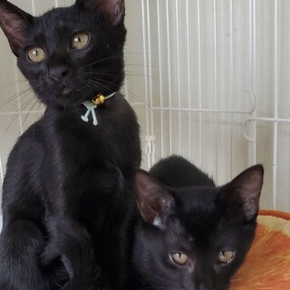 ミルクで育てた姉妹☆