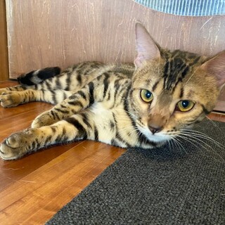 甘えん坊のベンガル女の子