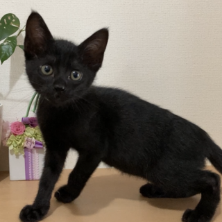 ミルクで育てた甘えん坊♪性格花丸8/15譲渡会