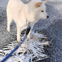 豆柴ホワイト5kg オス
