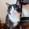 人なつこいノルウェージャン男の子