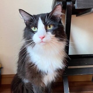 人なつこいノルウェージャン男の子