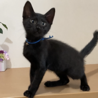 ごろフニャ☆性格花丸☆抱っこ好き8/29譲渡会