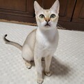 甘えん坊で美人にゃ★アイコちゃん★
