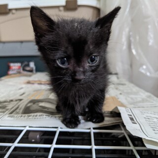 ふわふわお目目まん丸真っ黒くろすけ仲良し双子の妹