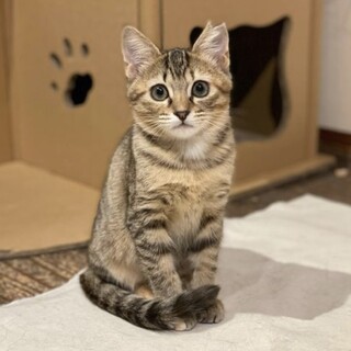 大きな瞳がチャームポイント　ララちゃん