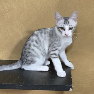 綺麗な柄のイケメン猫☆さぼ