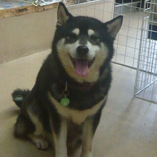 癒し系の女の子・ぽっちゃり・人見知り・室内飼い