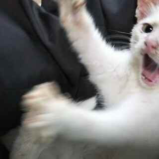 子猫の里親募集。
