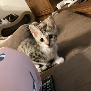 ダフネ→じゃこ