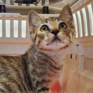 ひとりぼっちでさまよっていた子猫