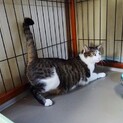 海水浴場でゴミを食べてた猫さんです