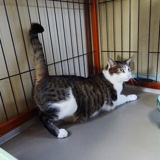 海水浴場でゴミを食べてた猫さんです