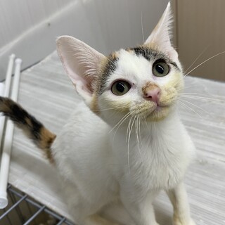 兄妹の唯一の白ミケ⭐︎いくらちゃん