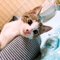 １匹で放浪子猫ちゃんでした(=ﾟωﾟ=)
