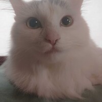 朔太郎