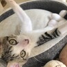 かなたくん、好奇心旺盛で人も遊び大好きなサバ白子猫 サムネイル3