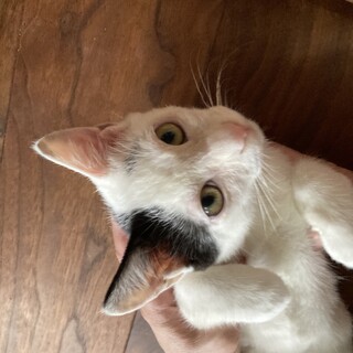 甘えん坊な丸顔ボーイ