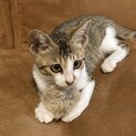 キジ白子猫　なつっこいです。