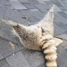 ﾏｵﾊｵﾊｵ♪