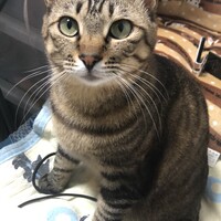 いずも